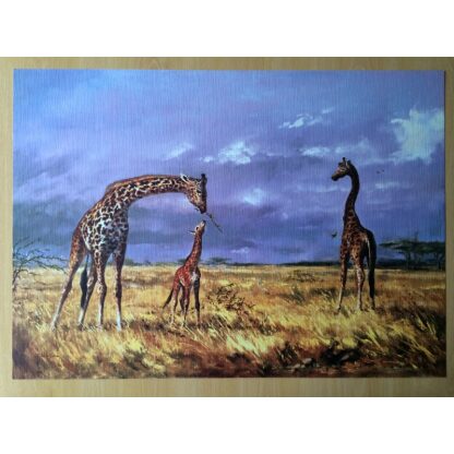 Giraffen litho 50 x 70 cm