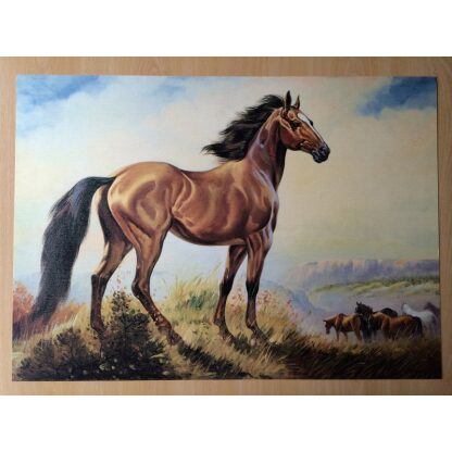 Paard litho 50 x 70 cm